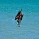 Image for article titled Dive-Bombing Osprey Better Emerge From Lake With Something Awesome To Show For It